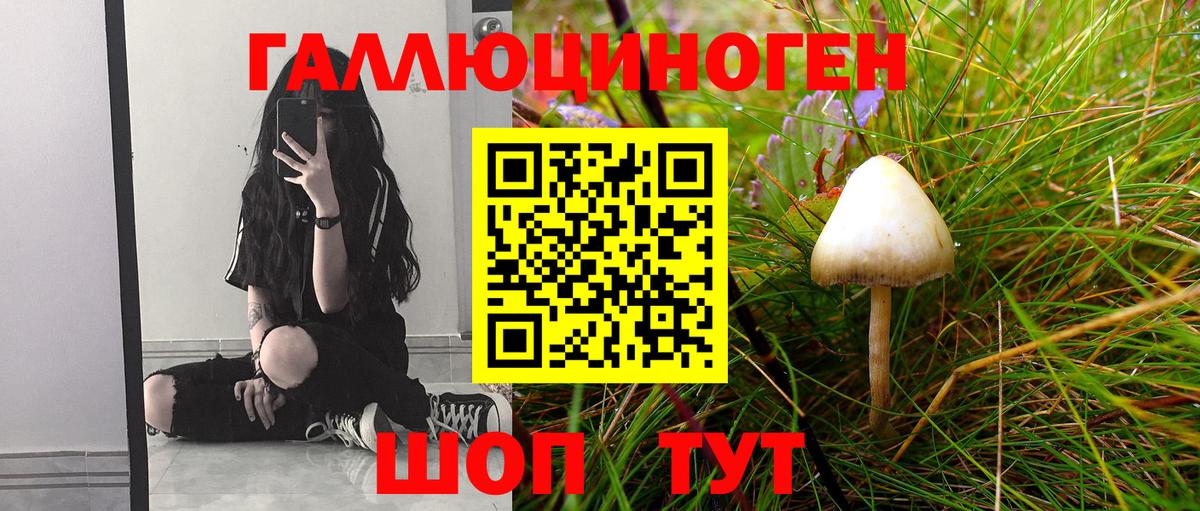 Галлюциногенные грибы Psilocybe Йошкар-Ола